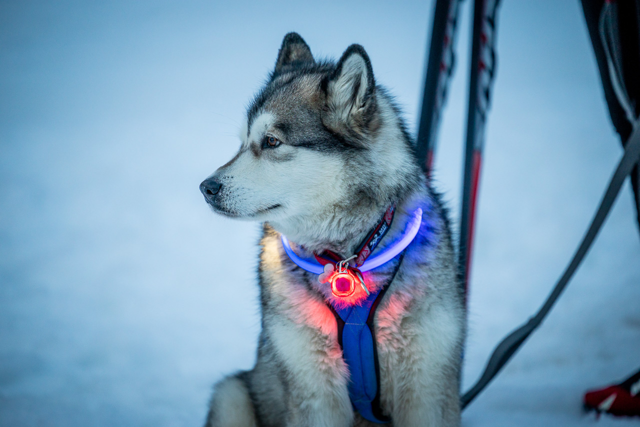 SHR Gadmen 2025 Impressionen Int. Schlittenhunderennen Gadmen 2025