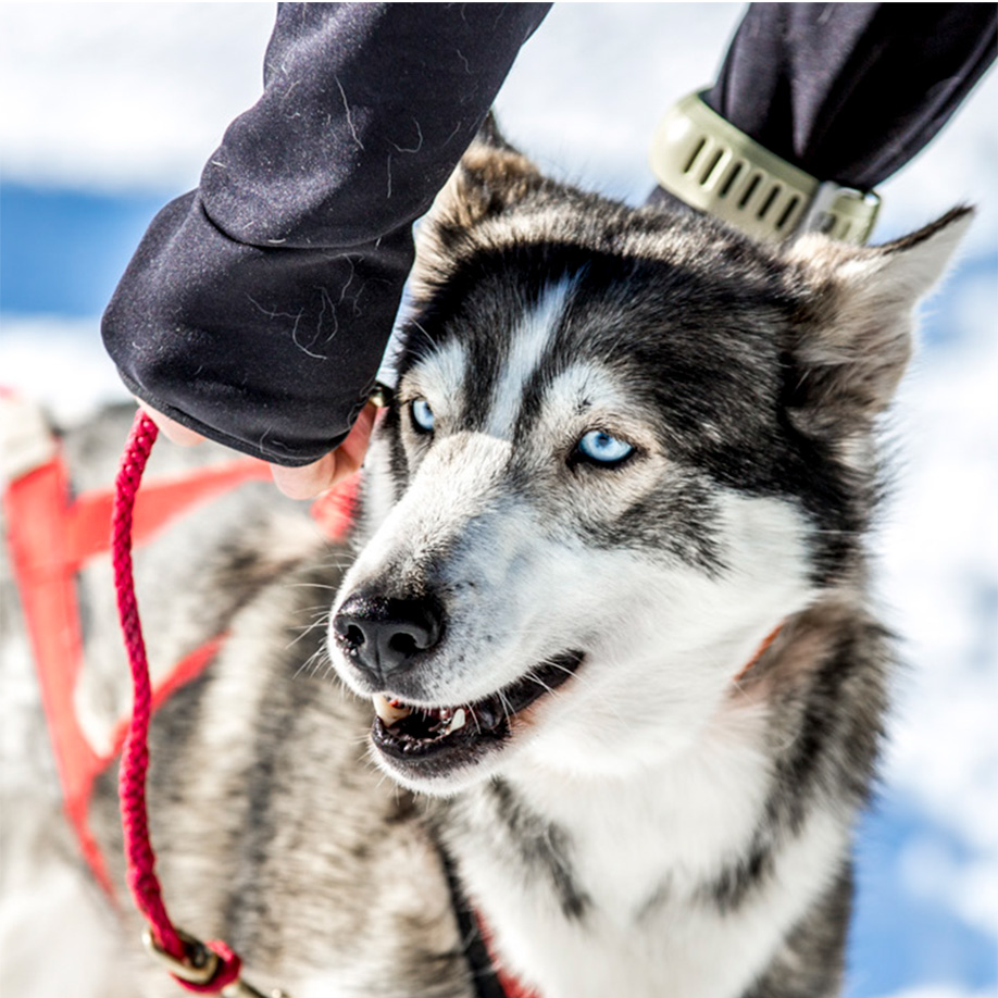 Alaskan Husky Alaskan Husky