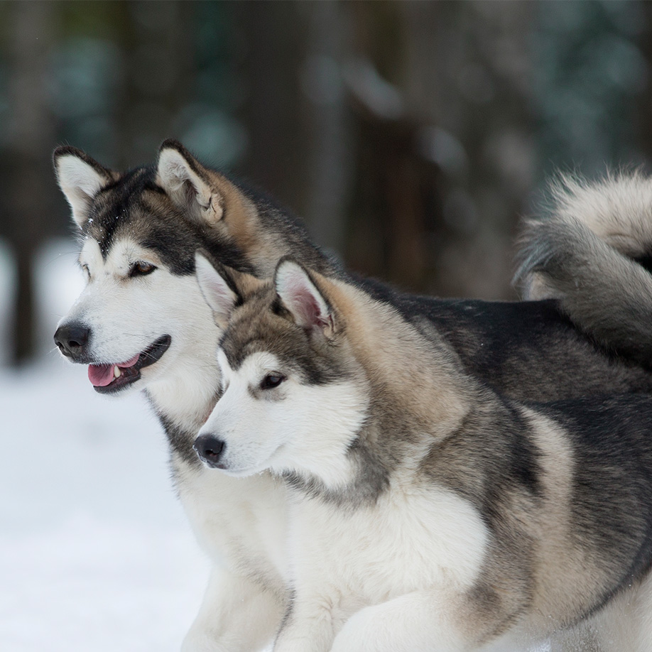 Alaskan Malamute Alaskan Malamute