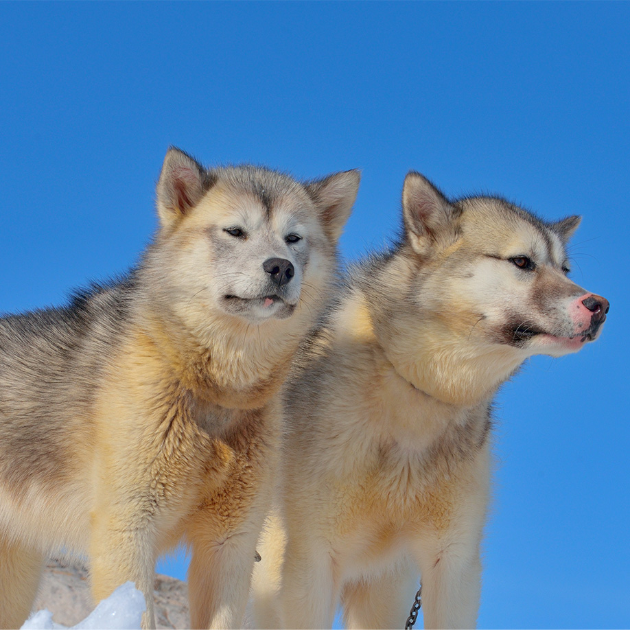 Grönlandhund Grönlandhund