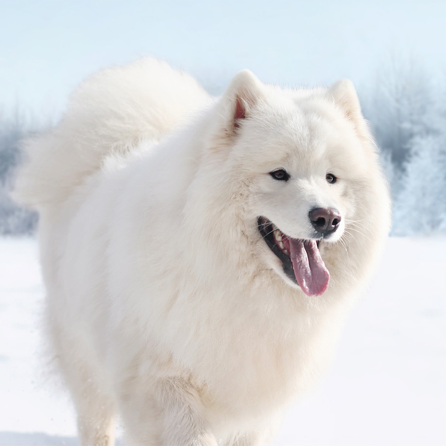 Samojede Samojede