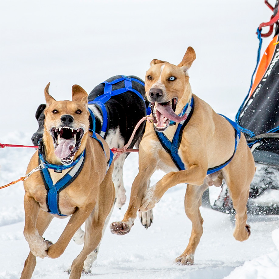 Scandinavian Hound Scandinavian Hound