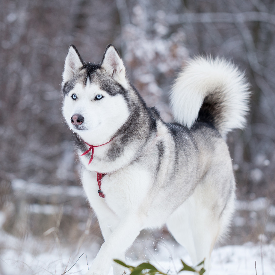 Siberian Husky Siberian Husky