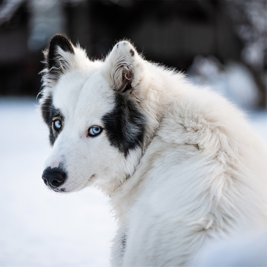Yakutian Laika Yakutian Laika